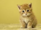 Hola amigos!!
cosa de gatos aside Grrrr!!!!
