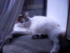 TUTTI  mi gata adorada y consentida