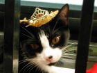 Princess
La princesa Gatita!!