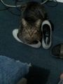 mIaU I No mE BoY A KiTaR