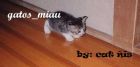 
*♥*gatos_miau *♥* 
*♥*gatos_miau *♥*


