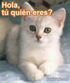 los gatos se preguntaran eso,
pues yo creo que si