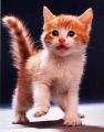 Este gatito amistoso queria puro jugar y derepenten le dicen "ya una foto" y el gato  se puso aser MIAU! se la foto le sacamos.