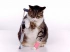 Probre gatito =(