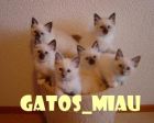 
*♥*gatos_miau *♥*

*♥*gatos_miau *♥*