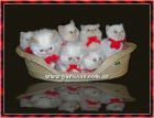 gatos_miau
estoy reguistrada como gatos_miau