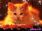 gatos_miau