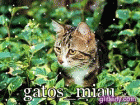 gatos_miau