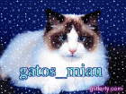 gatos_miau