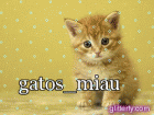 gatos_miau