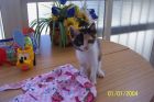 peke�isimaa