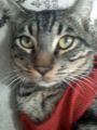 PoKo nO Es eL GaTo mAs eRmOsO Ke tOdOs