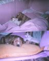 a los dos meses tubo una compa�era muy tierna que hasta cama compartian.