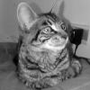 EstE Es mI GaTo sE IaMa jUaN GaBrIeL =)