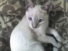 Simonito...esos ojos son mi perdici�n!