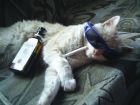 miau hip miau "se tomo todo el trago"