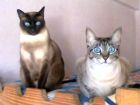 o mini bonito y mi rayitas o yin yan