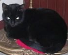 Ella es Kitty, igualita a la mam� pero m�s gordita, La madre siempre ha sido delgada...