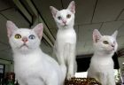gatos ojo de diamante