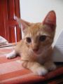 PINGO fue un gran amigo que vivi� mucho tiempo conmigo, falleci� el 28 de diciembre del 2007