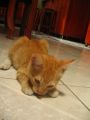 Pingo el jugueton