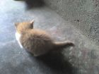 MI PEQUE�O SEBASTIAN