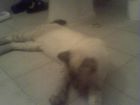 cansado