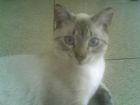 soy silvestre y soy cari�osisimo toy mirando la camara :)
