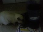 comiendo gatarina 