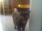 silvestre me sigee 