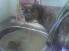 tomando agua del chorro