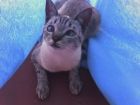 Sof�a lleg� el d�a q nev� en Bs. As. Asi fue q  Sim�n  y Morena la adoptaron...Mi princesa!