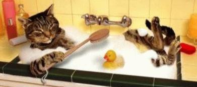 bañar al gato