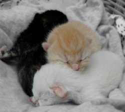 Fotos de gatos 2