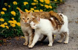 Fotos de gatos 4