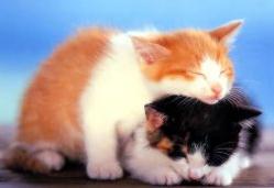 Fotos de gatos 5