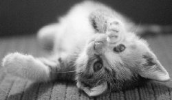 Fotos de gatos 6