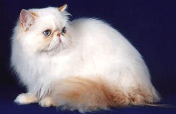 Himalayan cat breed