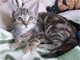 Gato y Gata en Adopcion en Madrid