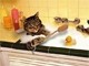 Cómo fabricar un repelente para gatos