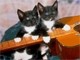 pregunta sobre comida húmeda premium para gato encontrada en una tienda online