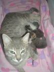 mi gatica MIMI y su BEBES