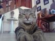 Mi gato Paquito Atrrael Mishu Cornelio :3