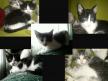 Estos gatitos buscan un hogar, contacto gatunafelina@hotmail.com.