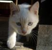 gatitos en adopcion - Huelva