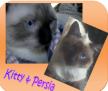 Kitty Killis
