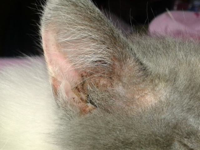 Mi Gata Se Rasca Mucho La Oreja