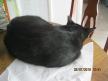 Koki, gato negro de patas blancas