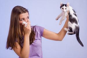 Alergia a los gatos: causas, síntomas y tratamientos