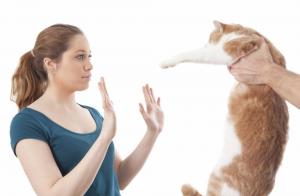 Alergia a los gatos. ¿Qué hacer?